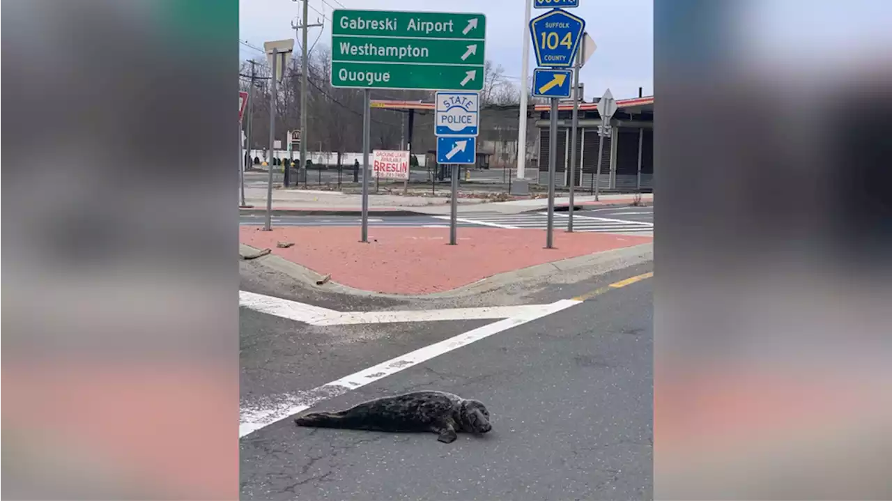 PHOTOS: New York police rescue seal from Long Island roadway