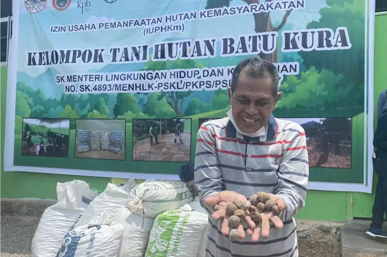 Kebangkitan pemanfaatan kemiri di Tanah Laut, Kalsel