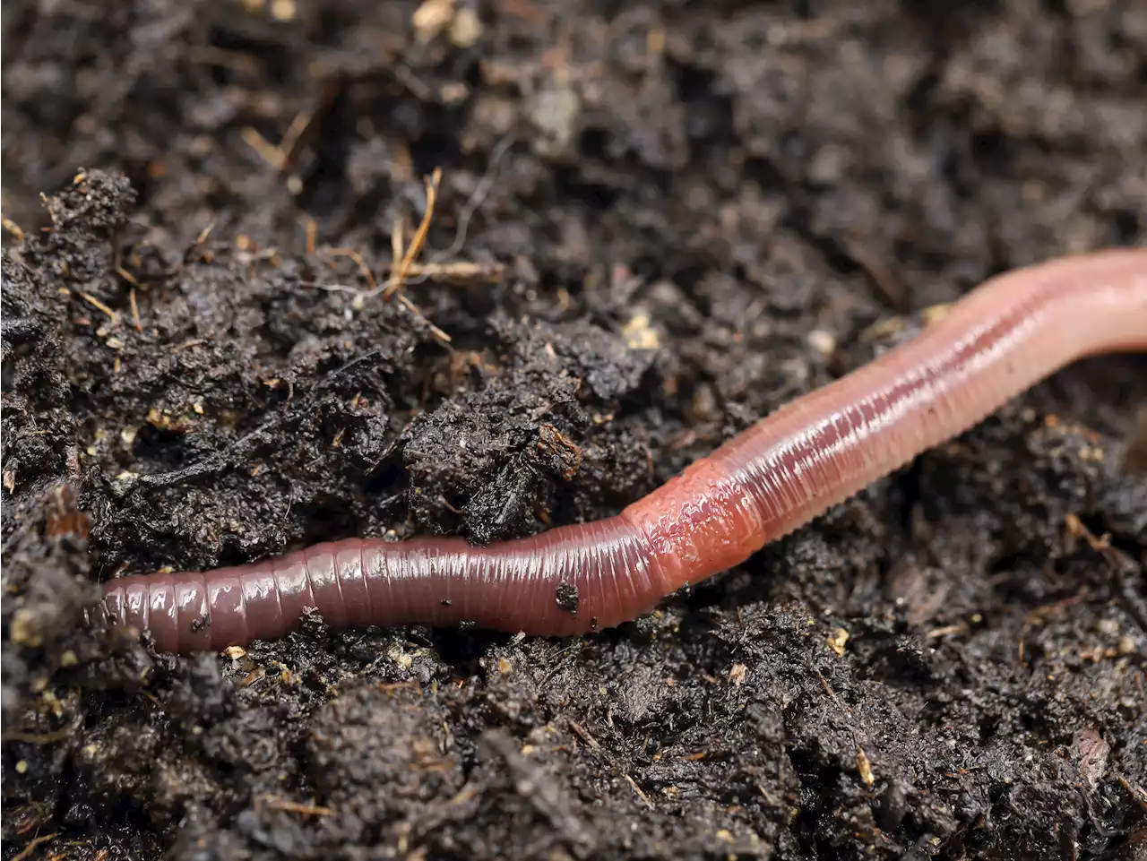 Snake-like jumping worms are invading the US