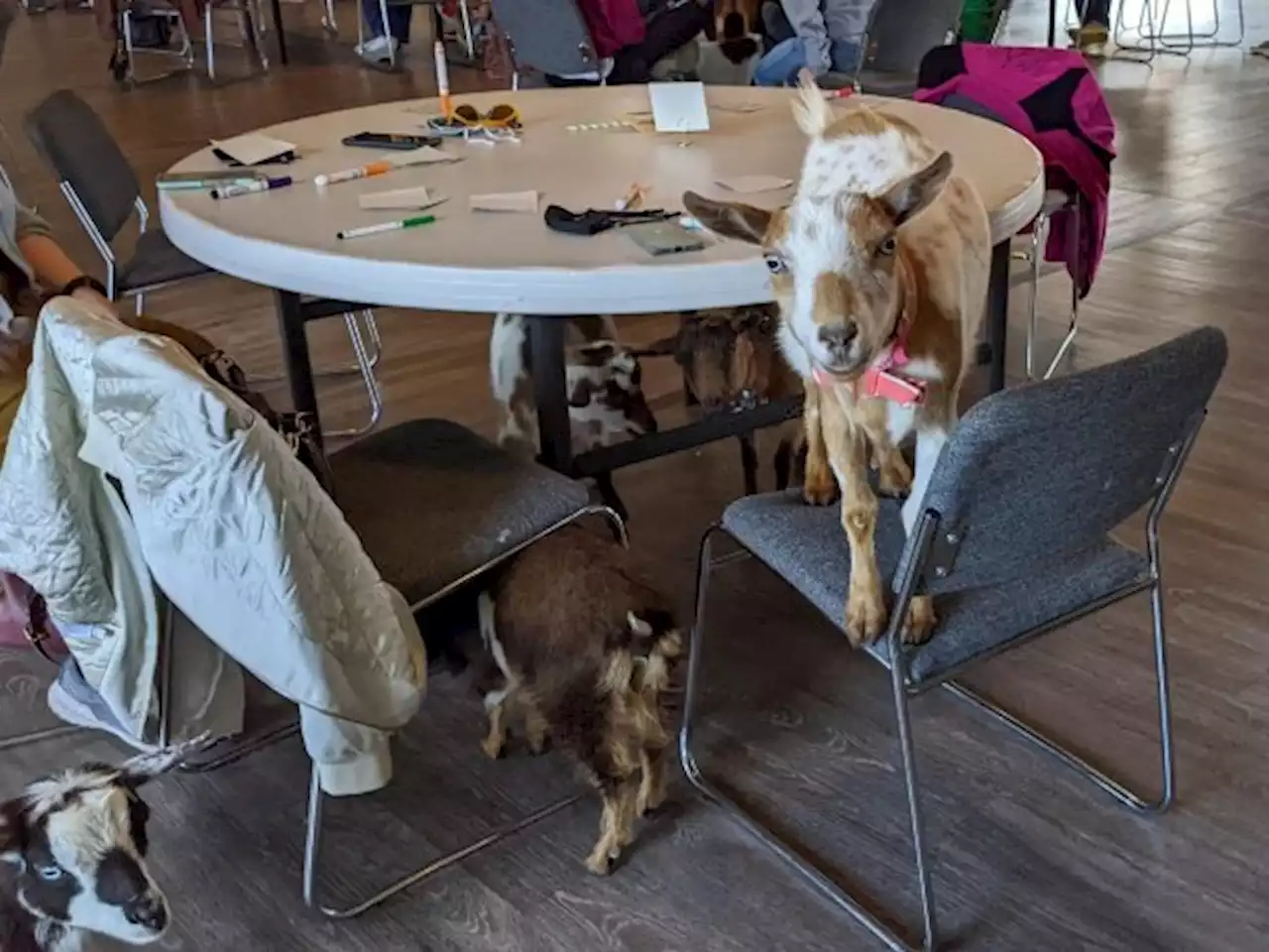 Dispatches From BINGOAT (Yes, That's BINGO With Goats)