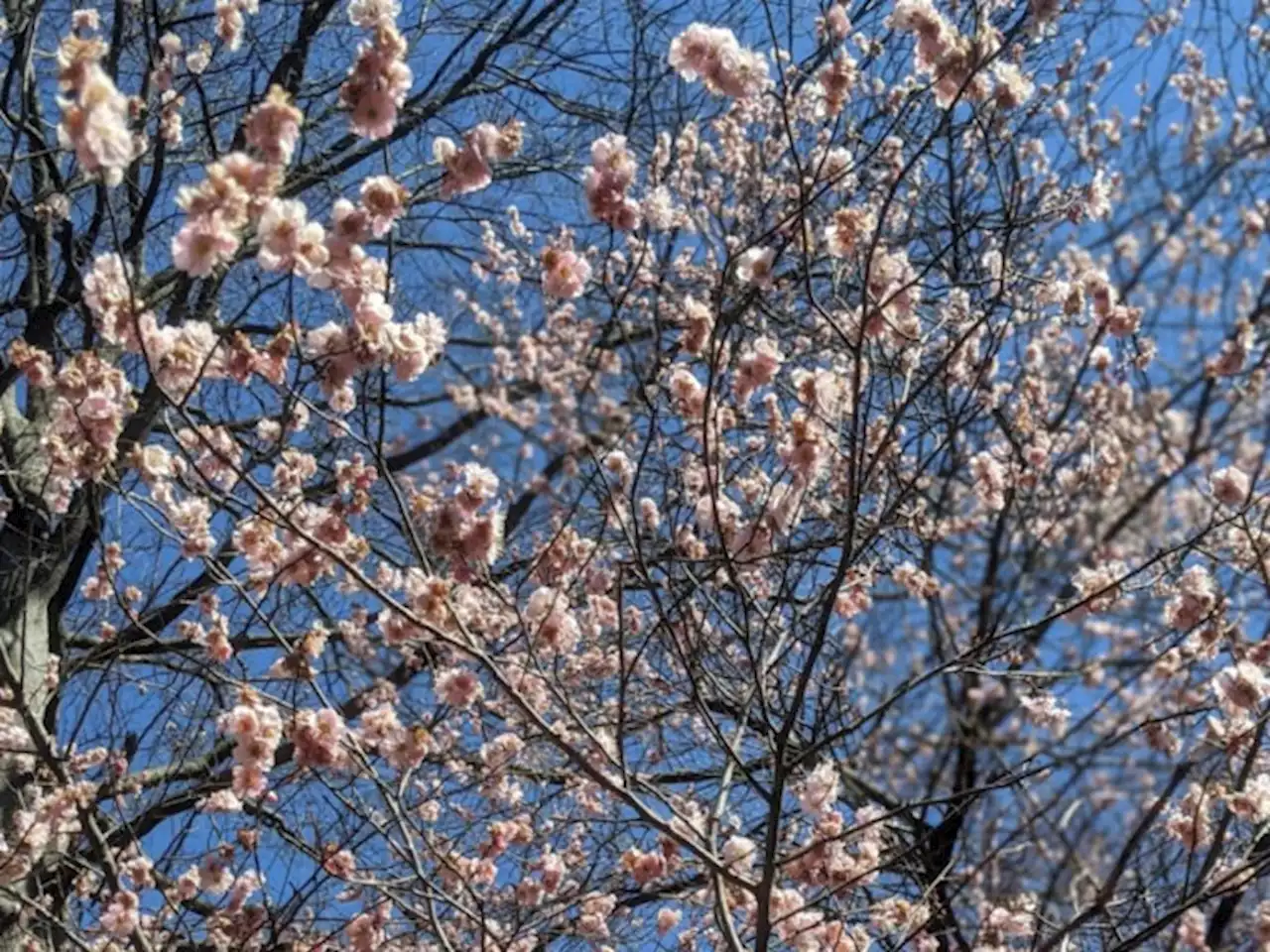 Here Are The Road Closures Ahead Of The 2022 Cherry Blossom Parade