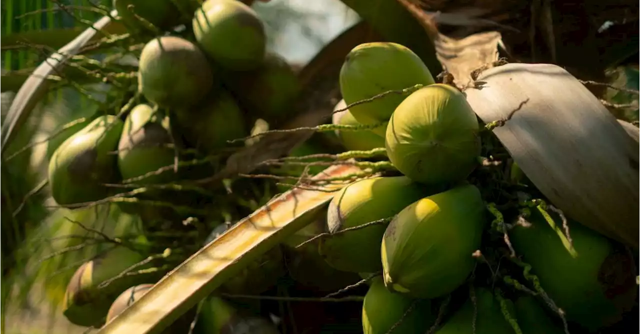 El coco colombiano busca ser el nuevo aguacate Hass