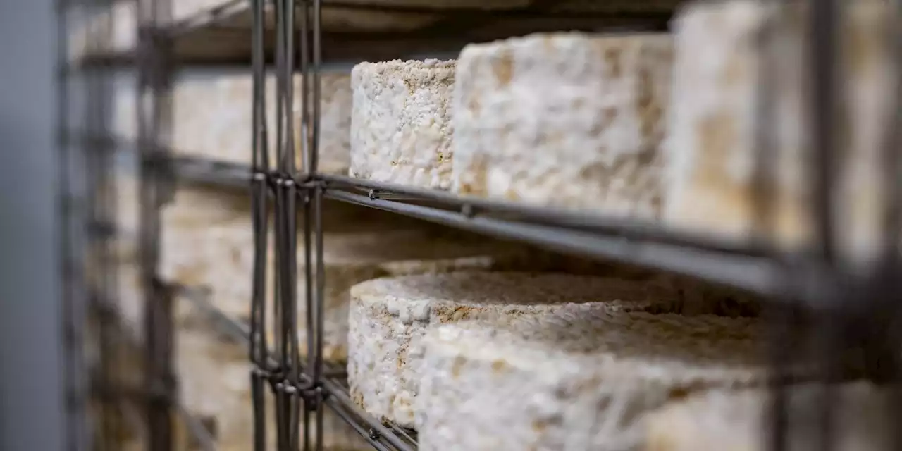 Rappel de fromages soupçonnés d'être contaminés par la Listeria