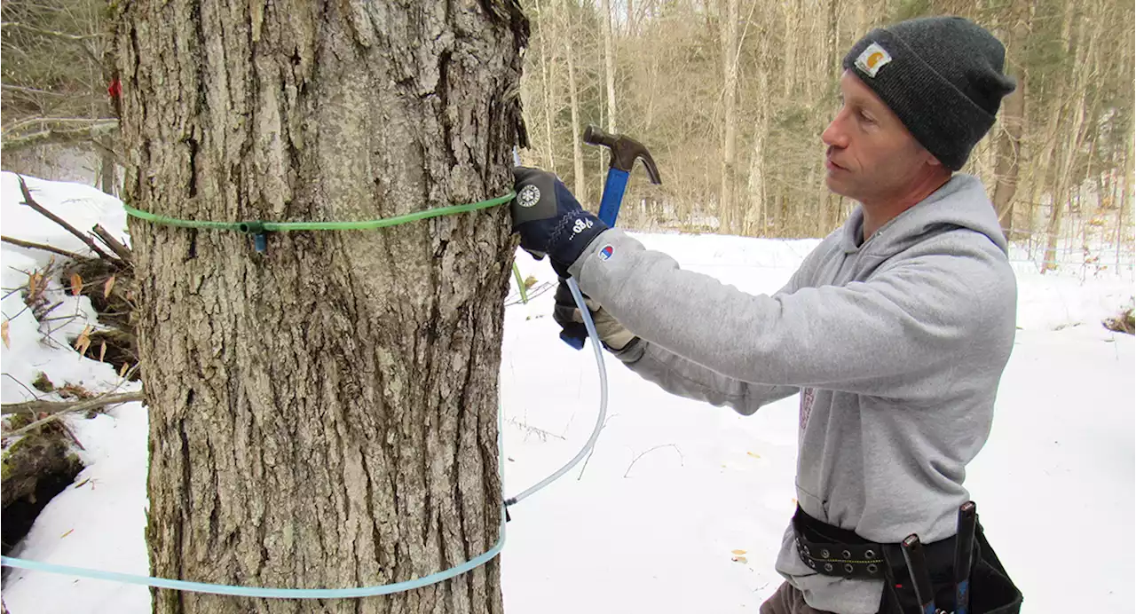 How climate change is sapping maple syrup production in NY, NJ