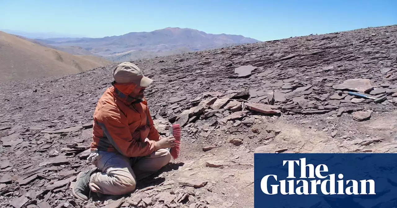 Ancient cemetery of flying reptiles unearthed in Chile’s Atacama desert