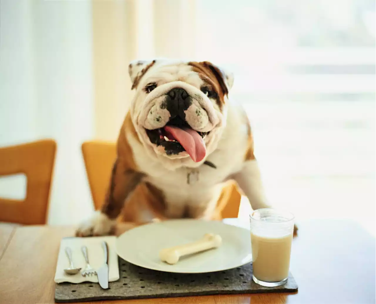 A cena con il cane dove il menu è anche per lui - iO Donna