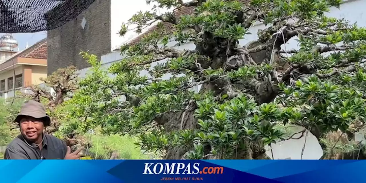 Heboh Bonsai Jumbo di Sragen, Ingin Ditukar dengan Jeep Rubicon