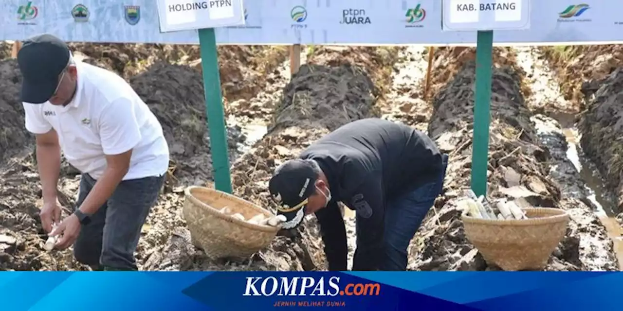 PTPN Butuh 250.000 Hektar Lahan Tebu Demi Swasembada Gula