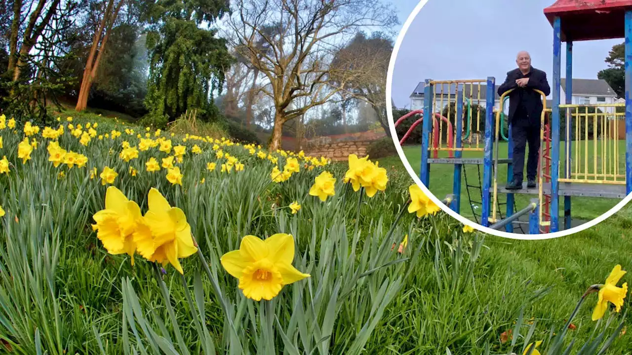 'Totally bonkers' council bans daffodils over concerns children will eat them