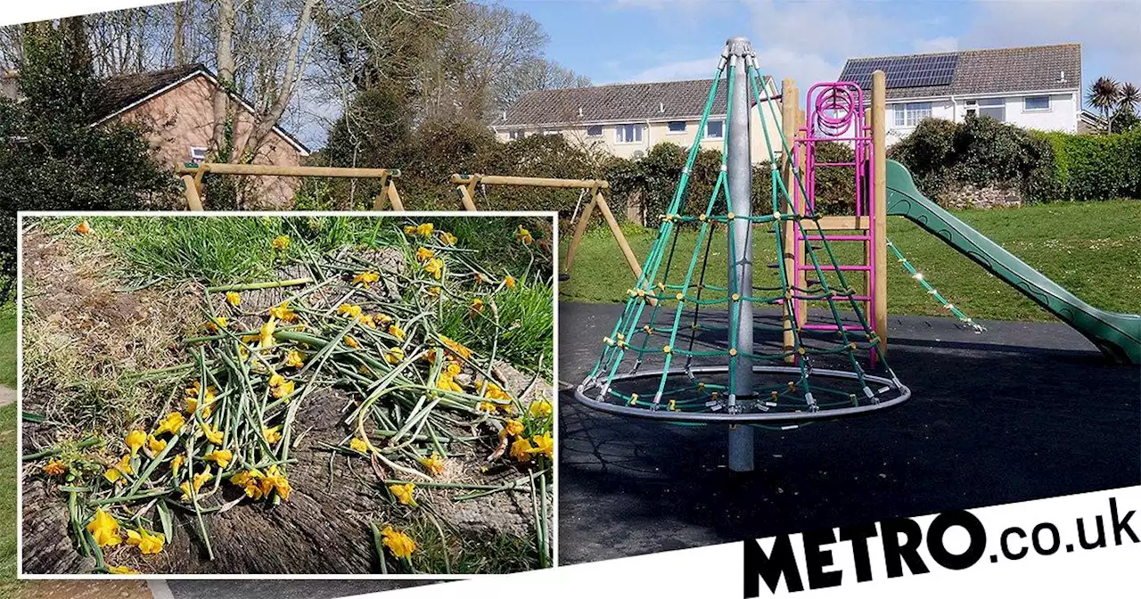 Council cuts down 1,000 daffodils at play park in case children eat them