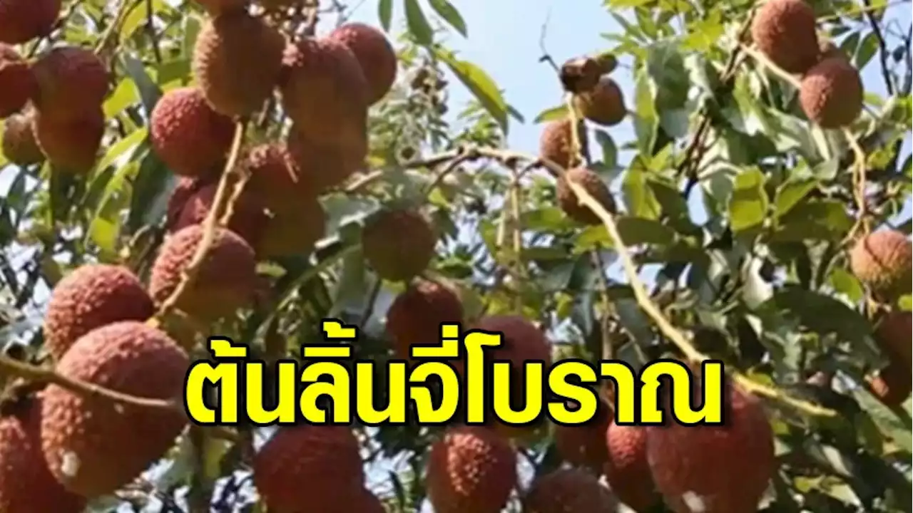 พบลิ้นจี่อายุเกือบ 70 ปี ต้นกำเนิดสายพันธุ์ดัง นพ.1