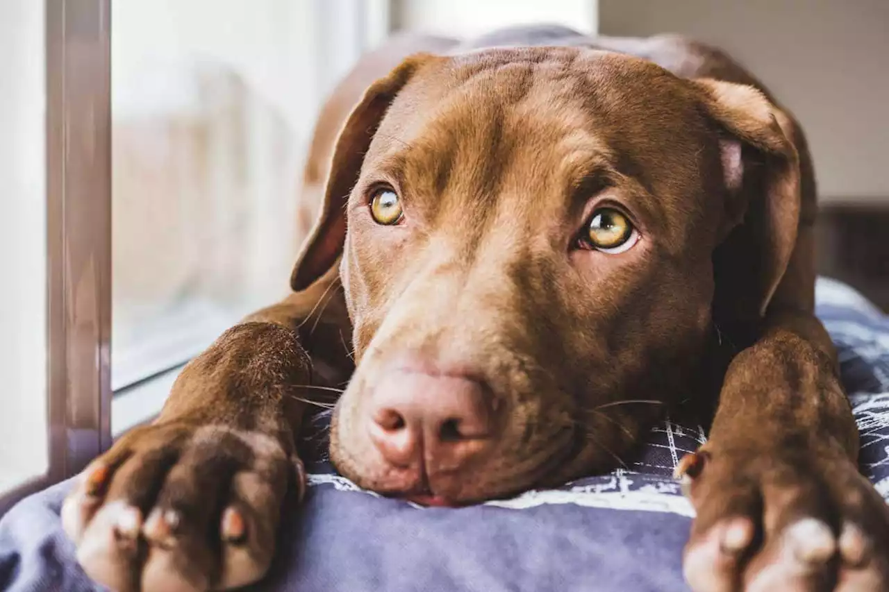 Dogs use fast-acting face muscles to help them make puppy-dog eyes