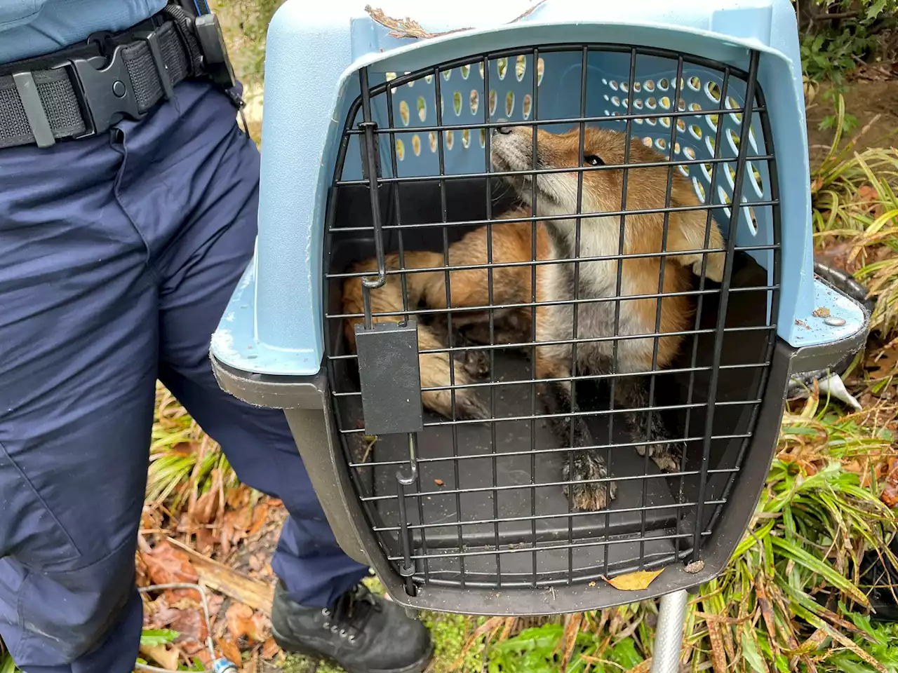 Calif. congressman says he battled an ‘aggressive’ fox at Capitol