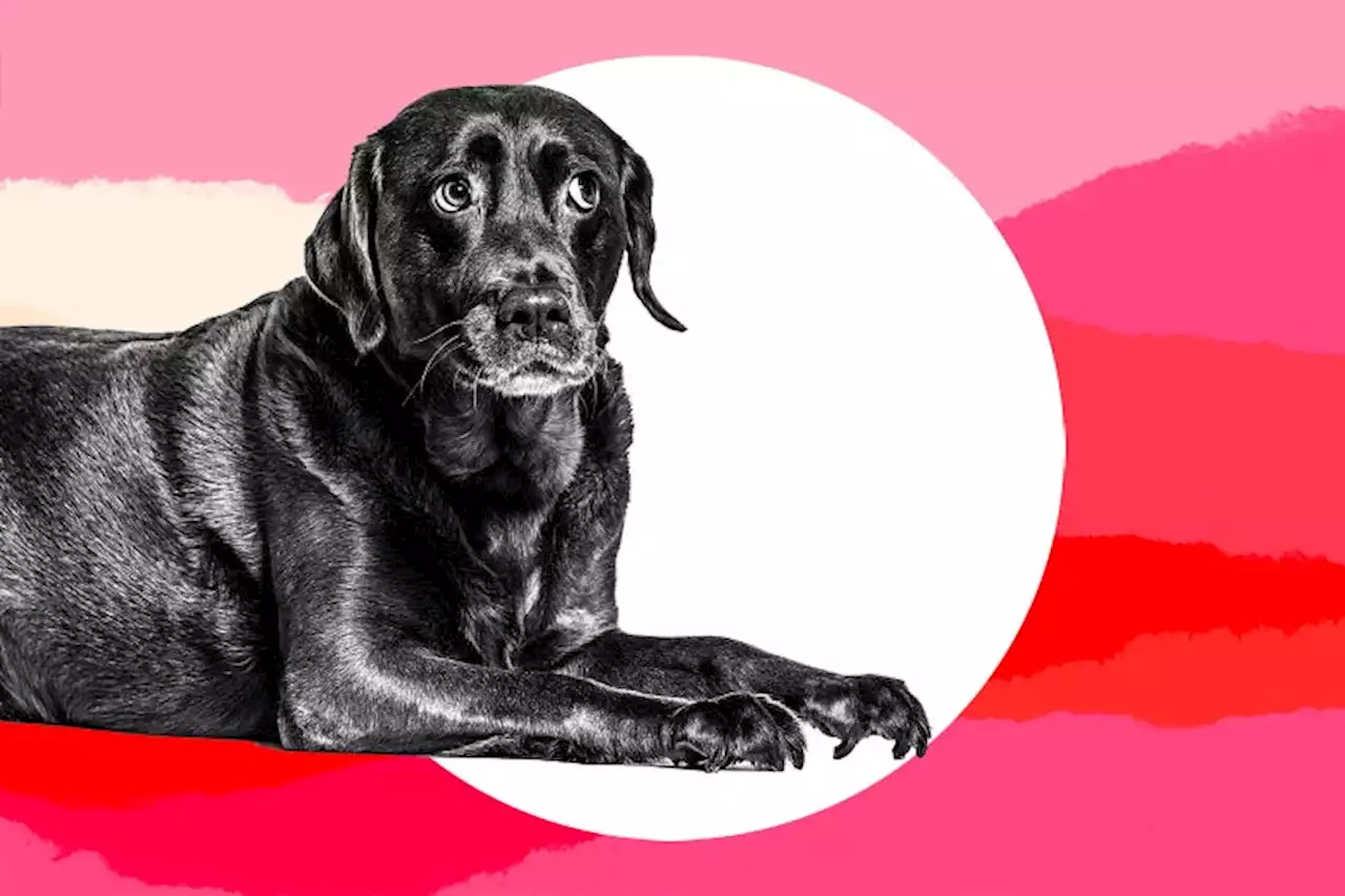 Dear Care and Feeding: Our Dog Is Destroying Our Marriage