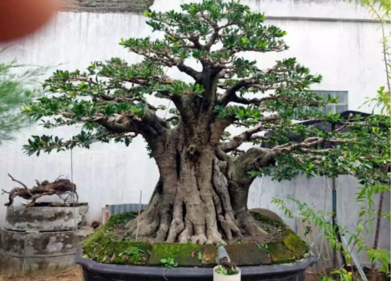 10 Berita Terpopuler: Penampakan Bonsai Seharga Rubicon & Polemik UYM