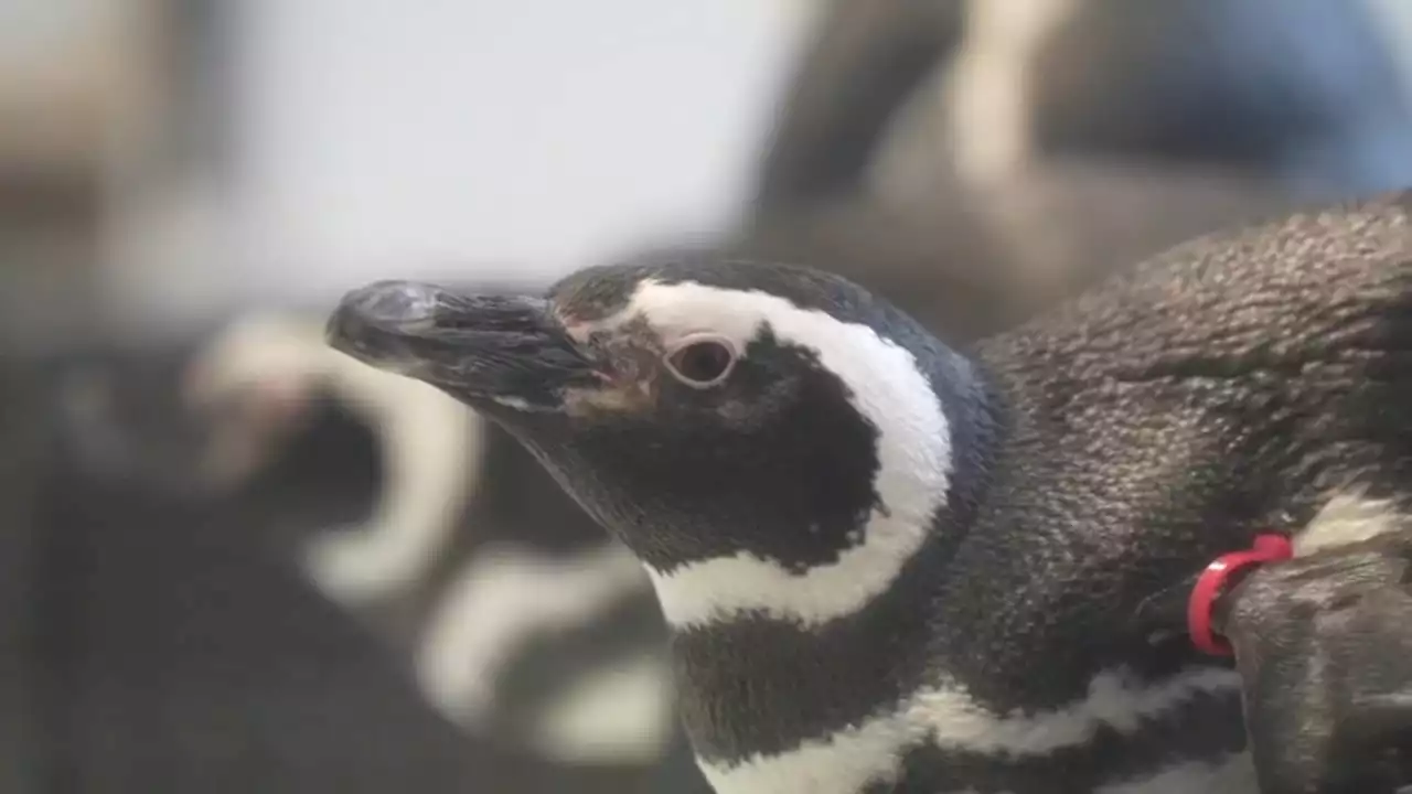 Lincoln Park Zoo joins zoos across continent moving birds inside amid new bird flu outbreak