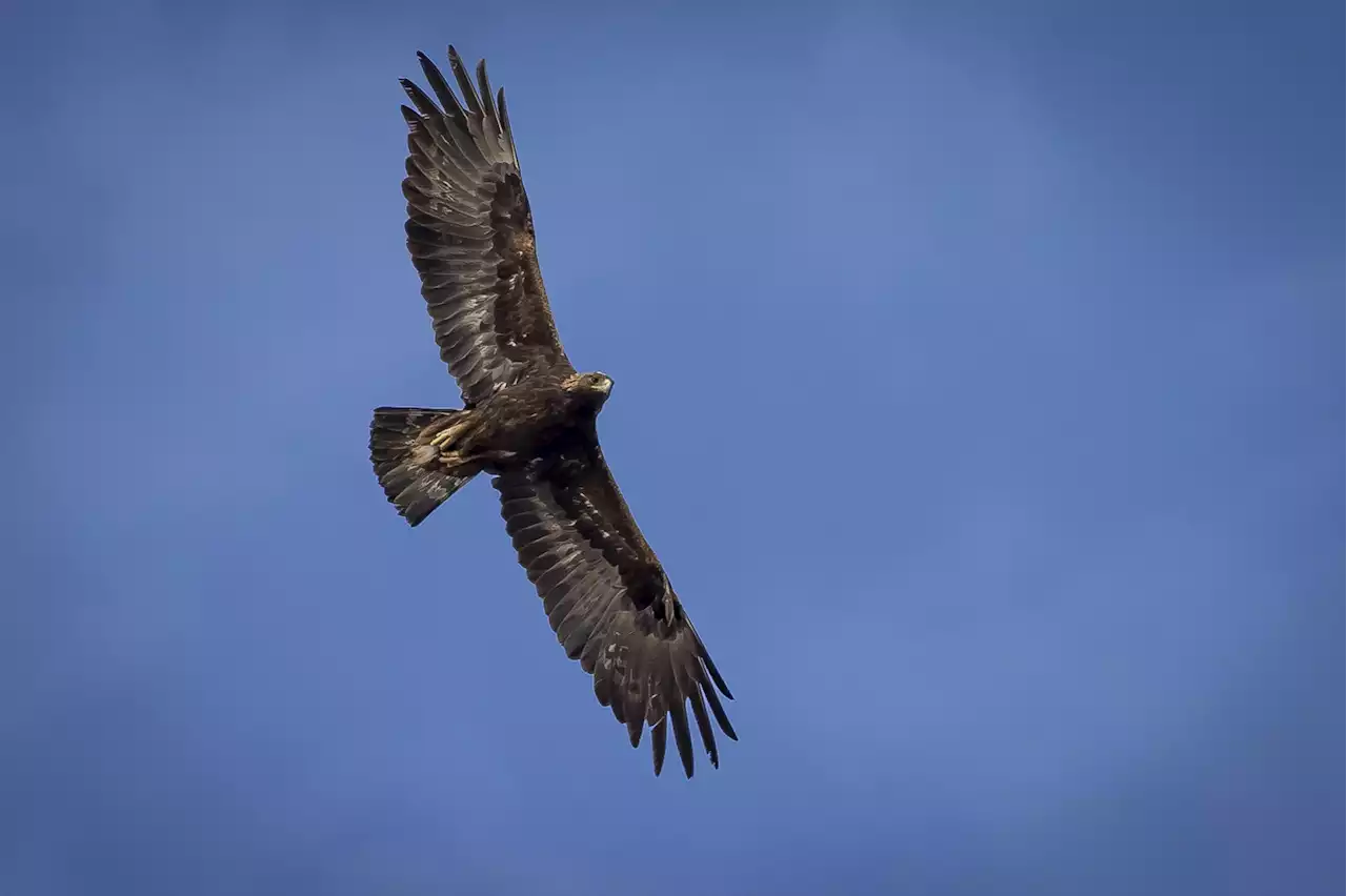 Wind energy company kills 150 eagles in US, pleads guilty