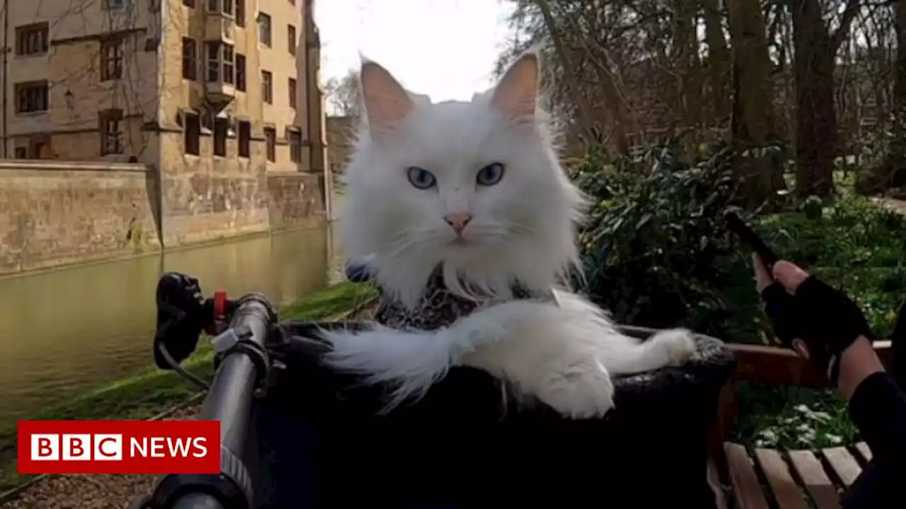 Deaf cat explores London by bicycle