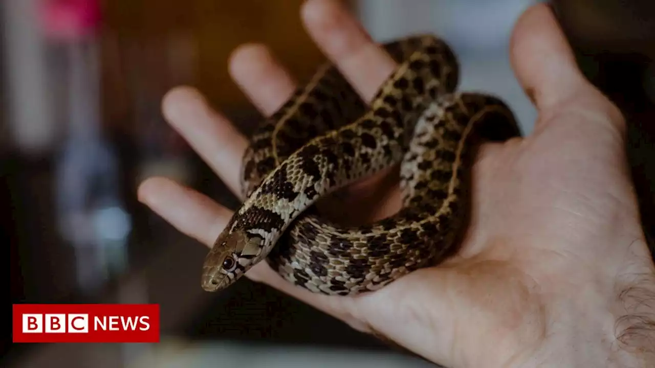 Doncaster reptile market to stop after animal rights campaign