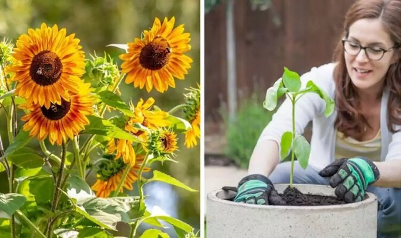 When to plant sunflowers - key date for the best blooms