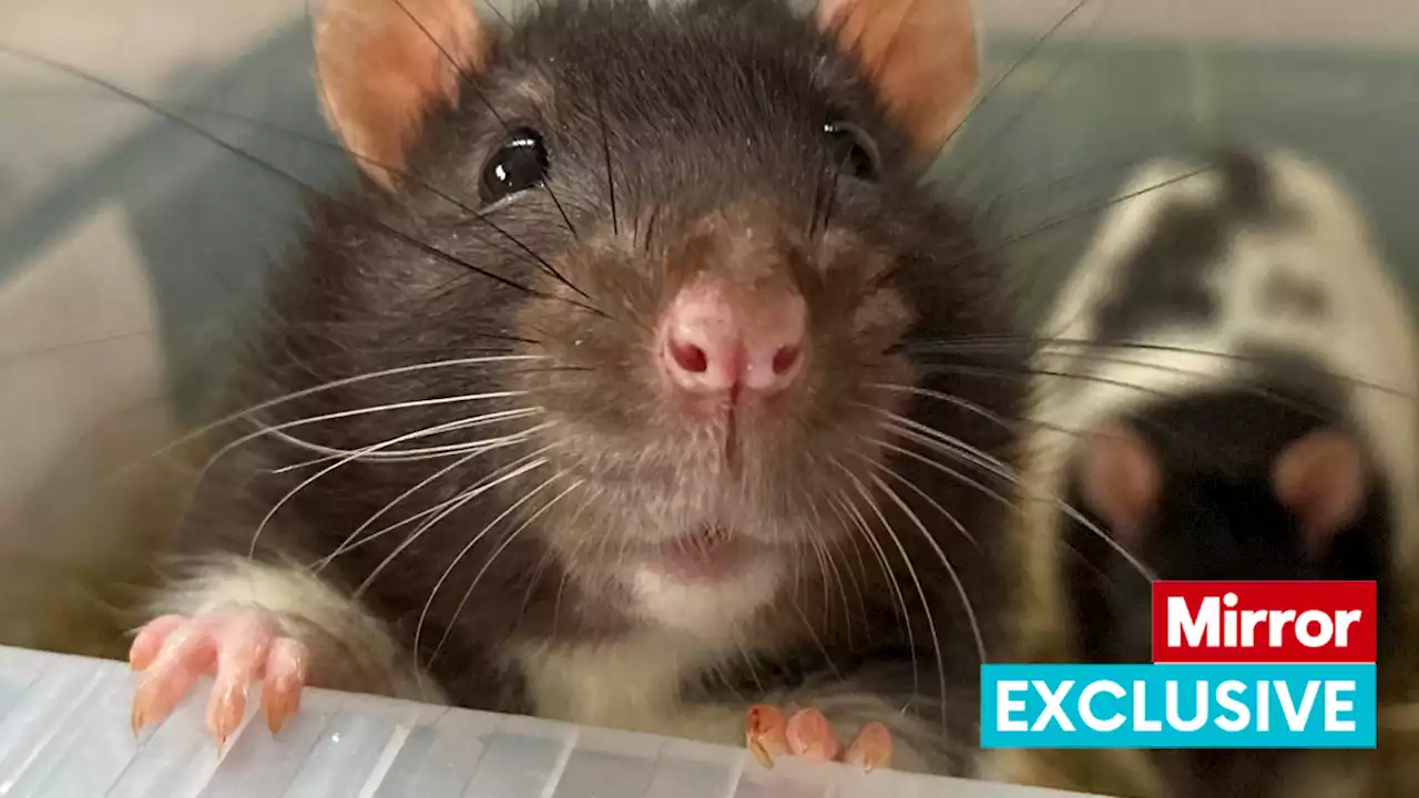 Brits encouraged to get 'sociable, intelligent and friendly' rats as pets