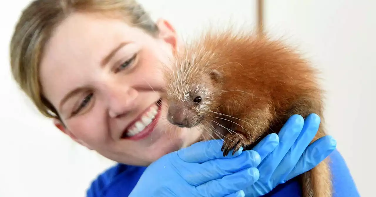 Watch Now: Adorable porcupette born at Chicago zoo, and more of today's top videos