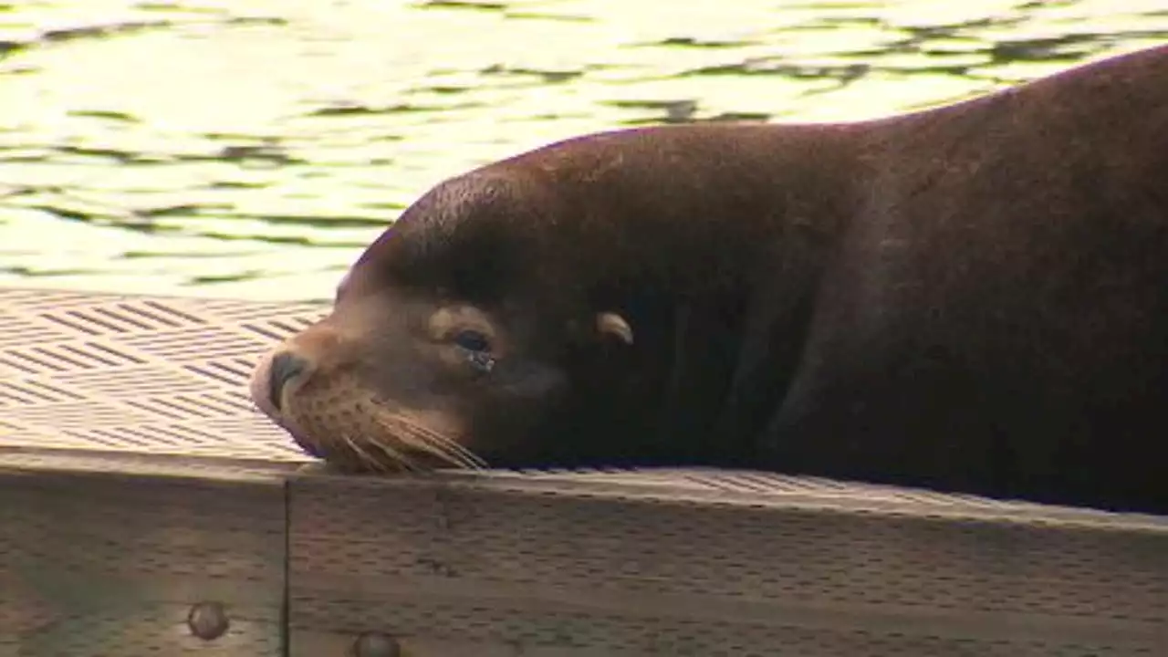 Sea lions move into Shilshole Bay in Seattle