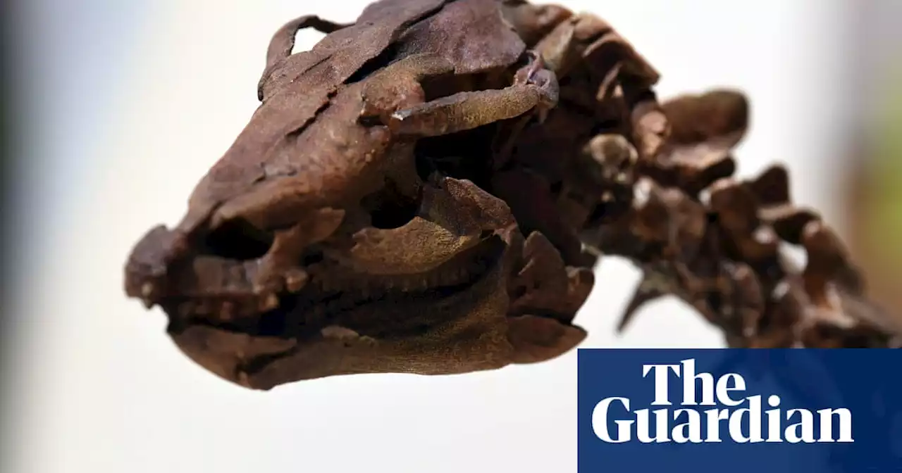 Scientists find fossil of dinosaur ‘killed on day of asteroid strike’