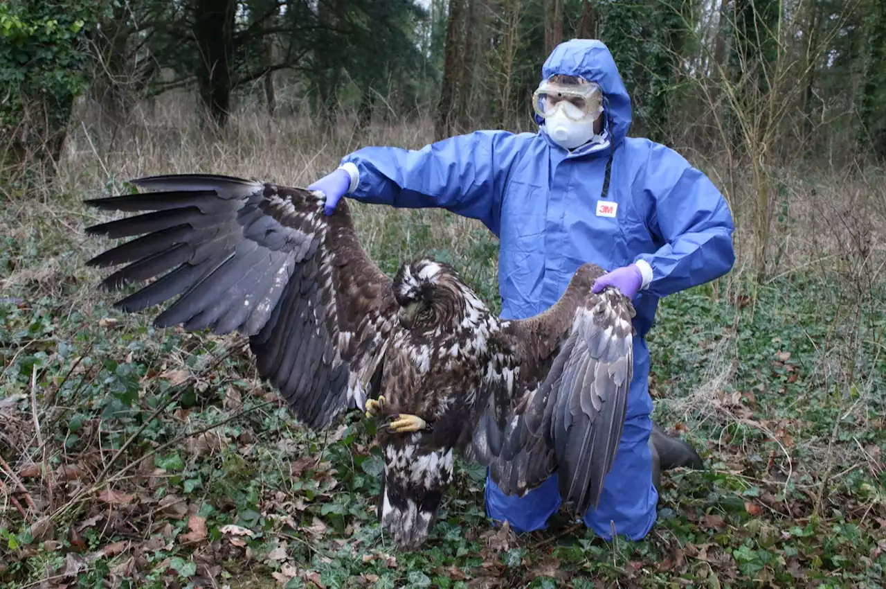 Chris Packham says deaths of birds of prey in Dorset ‘very concerning’