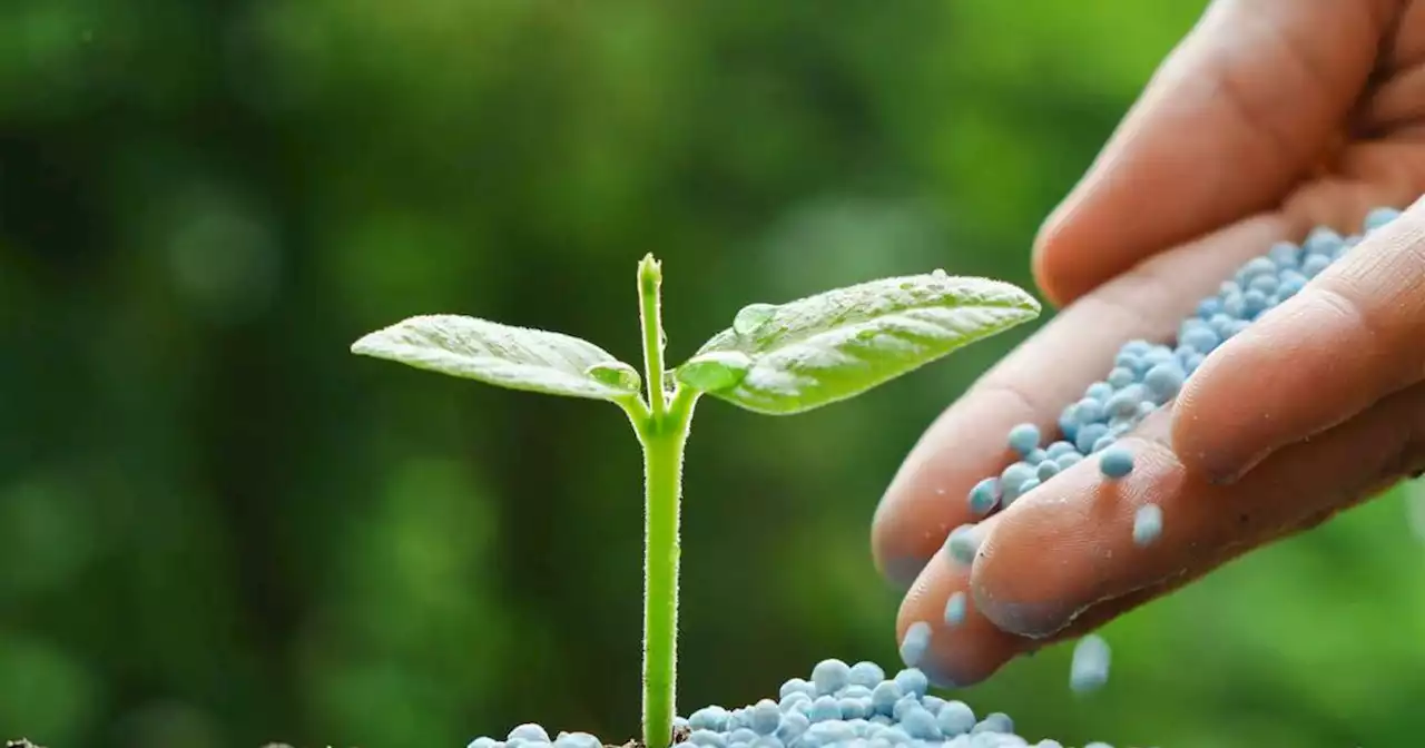 La falta de insumos, otra pandemia para la producción de granos | Agro | La Voz del Interior