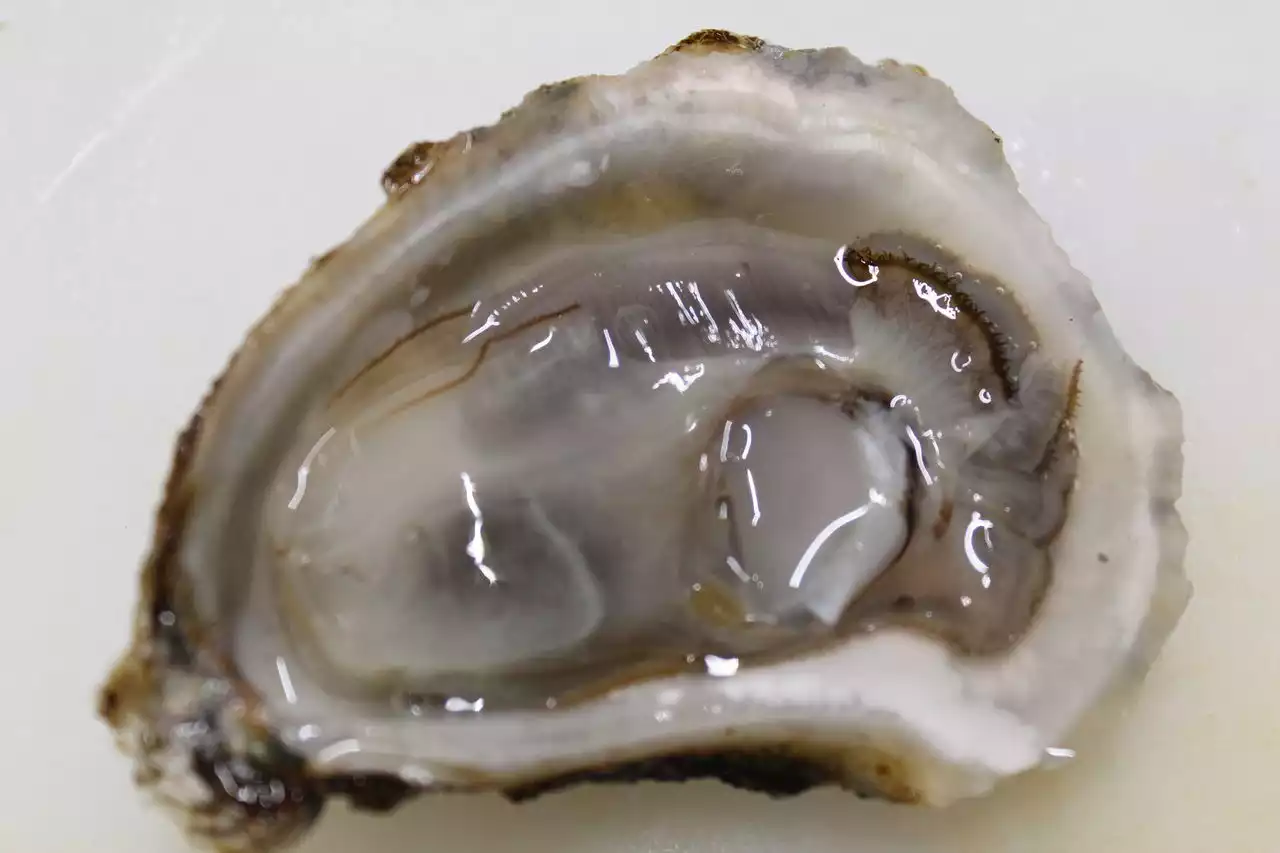 Oysters linked to norovirus outbreak were sent to N.J. retailers, restaurants, FDA says