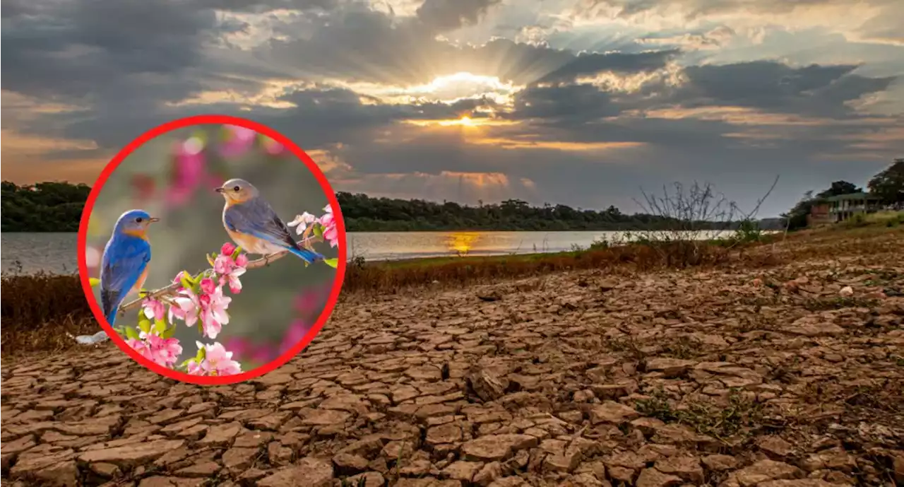 Laguna en Cundinamarca se quedó sin agua y varias especies aves se resisten a abandonarla - Pulzo