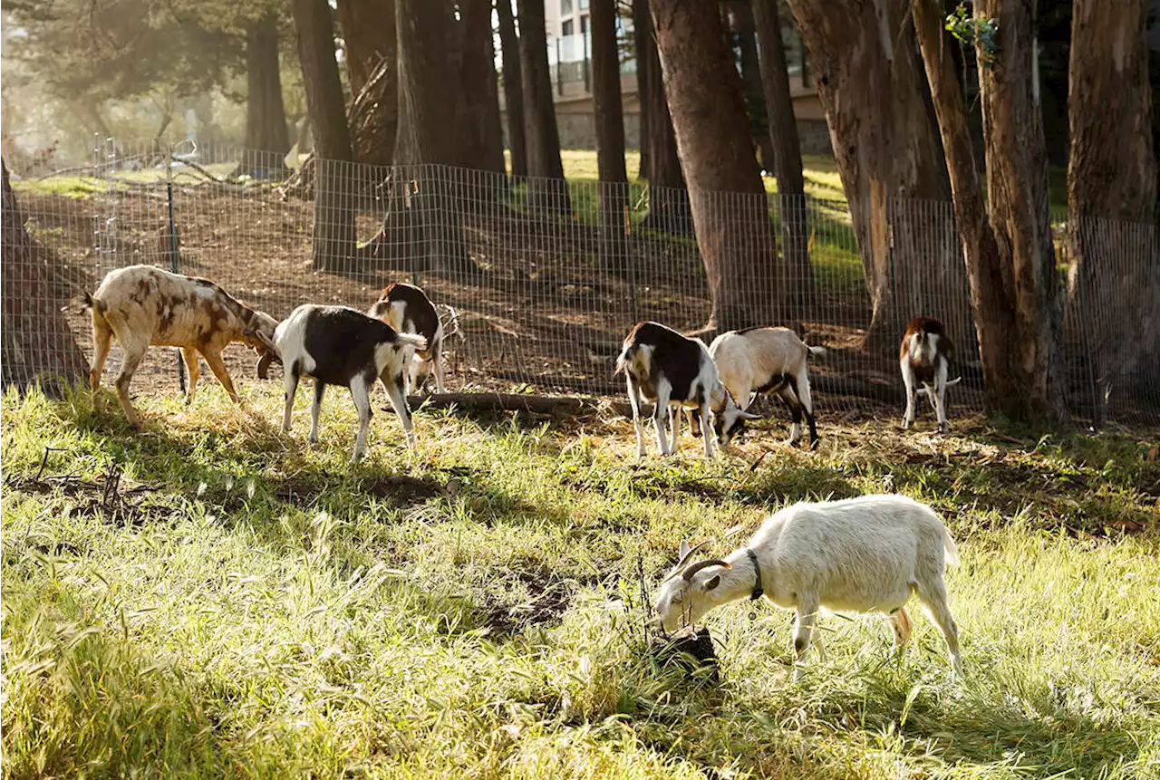 Grazing urban goats help reduce S.F.’s fire risk - The San Francisco Examiner