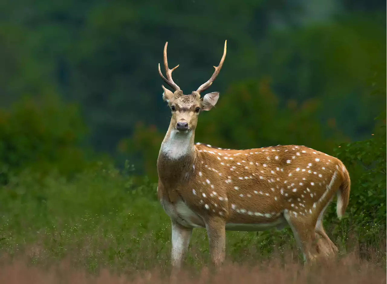 Invasive deer are decimating Hawaii