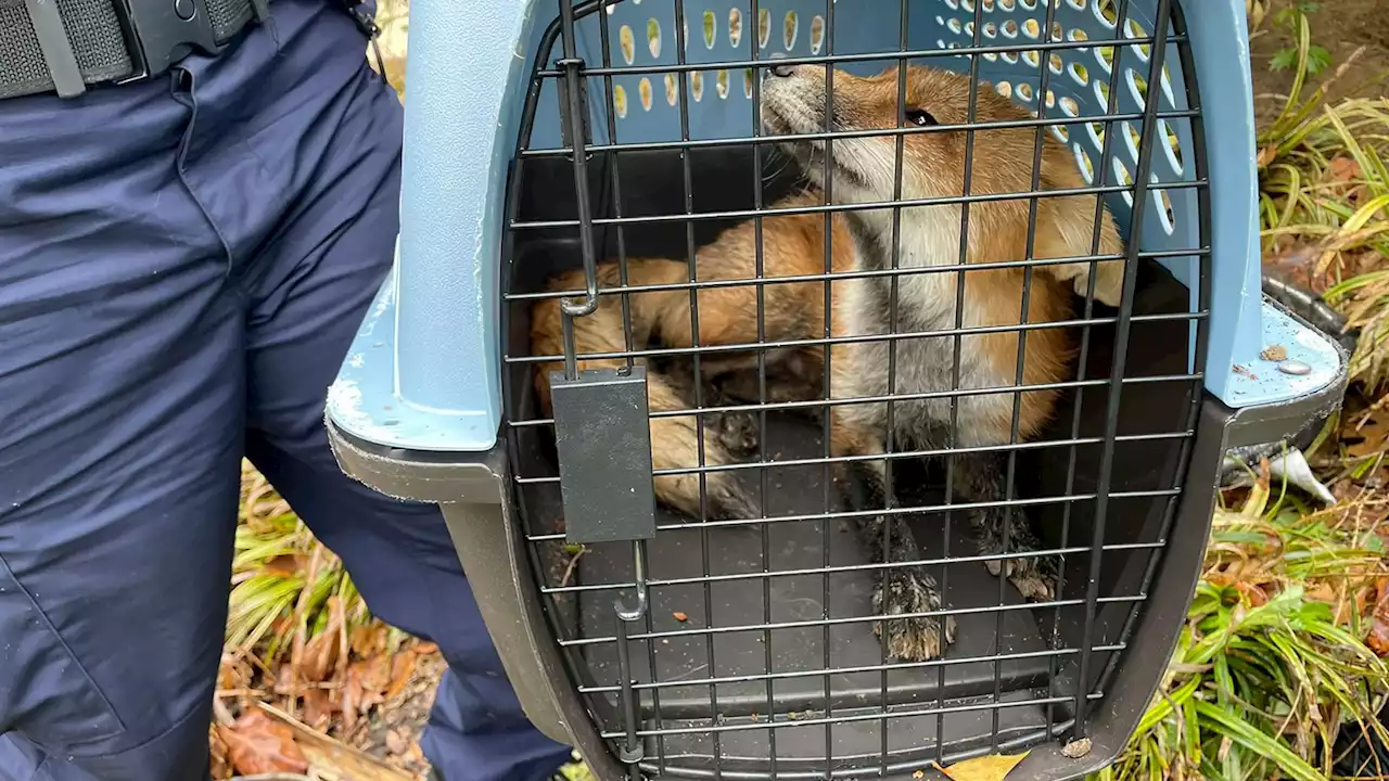 'Aggressive' fox tests positive for rabies after biting nine people outside US Capitol