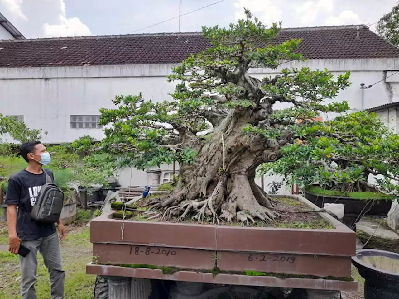 Representasi Keindahan Alam, Bonsai Sudah Populer di China Sejak 265 M