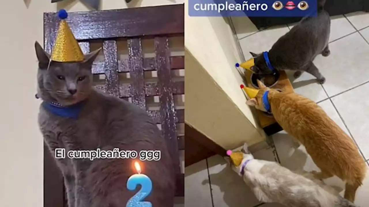 Bonetes, piñata y un increíble pastel: la original fiesta de cumpleaños de un gato