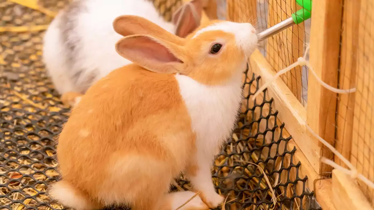 Rabbit owners in Tucson urged to vaccinate against deadly virus