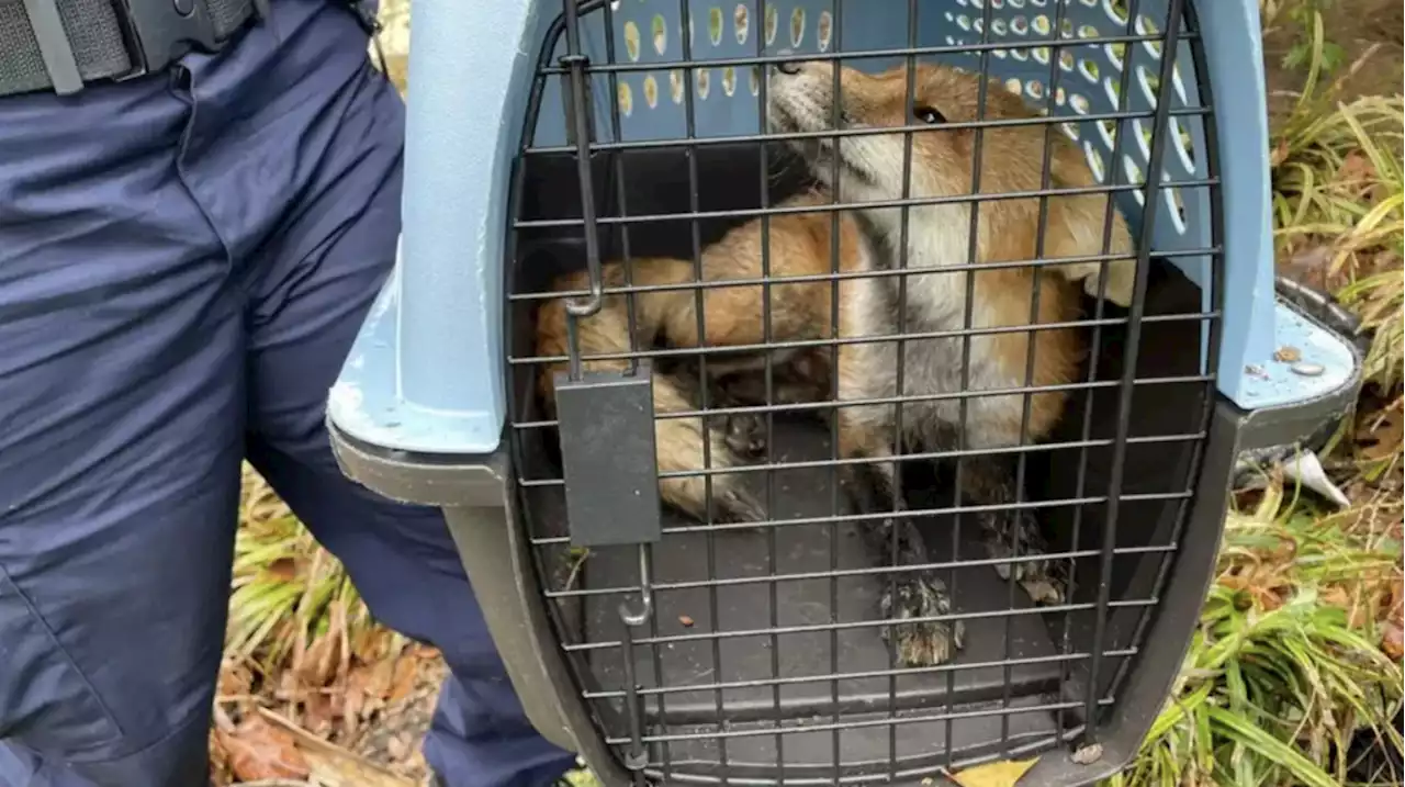 The Capitol Hill Fox's Babies Have Been Euthanized | Washingtonian (DC)