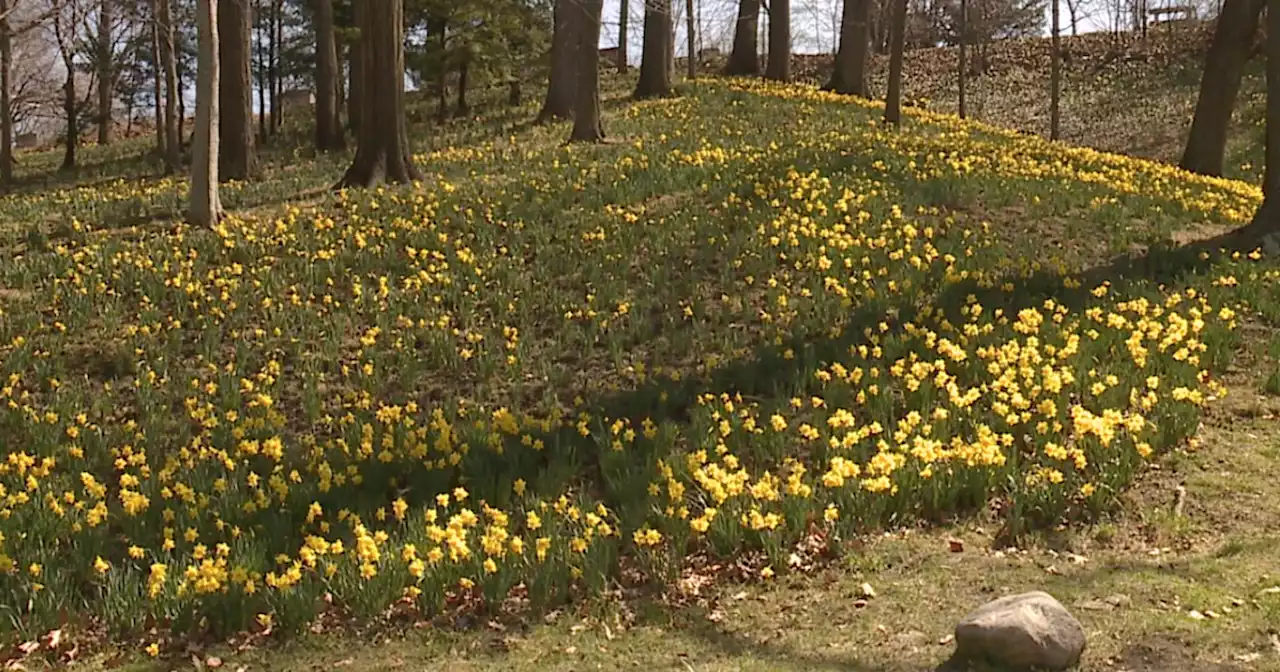 Lake View Cemetery's Daffodil Hill beginning to bloom