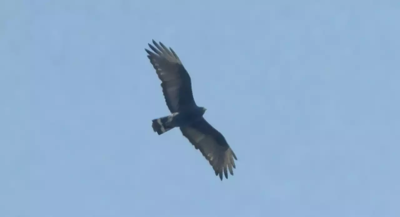 A rare Southwestern hawk flew over NYC last weekend