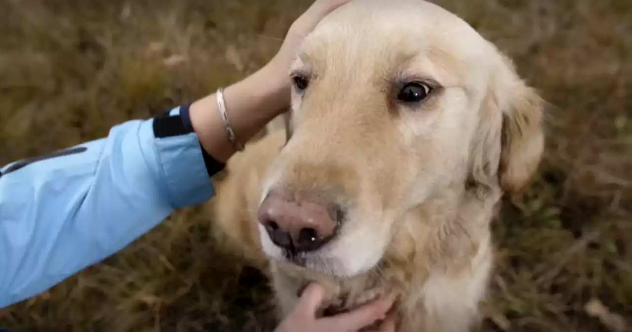 NYU study looks at how household chemicals may affect pets