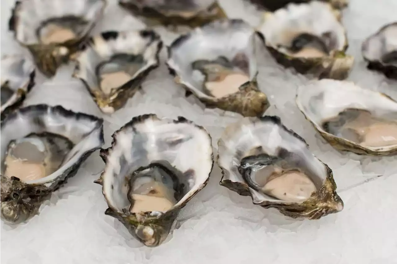 FDA warns of raw oysters potentially contaminated with norovirus