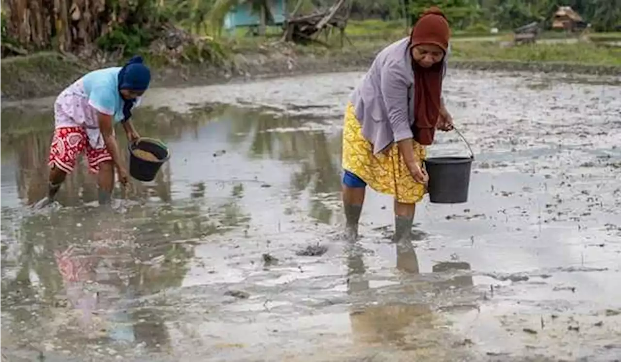 Dukung IKN, Sulteng Siapkan Kawasan Pangan Nusantara 30.000 Ha di Donggala