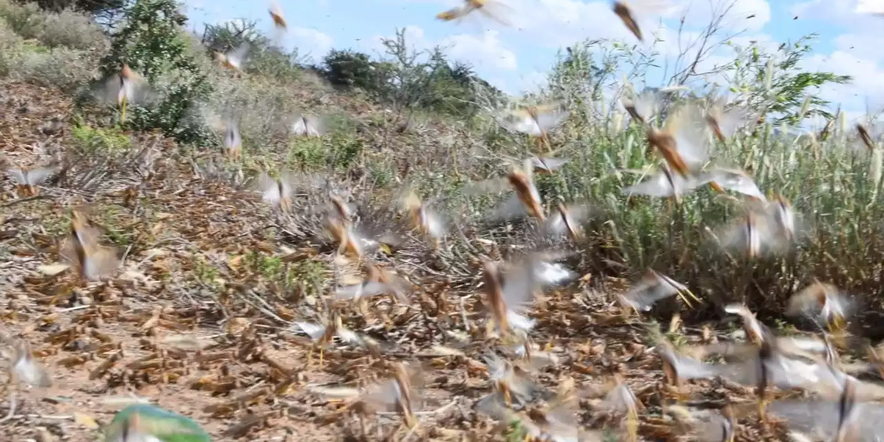 TRAIL OF DEVASTATION: Swarms of brown locusts plague three provinces despite R80m spent on fighting the outbreak