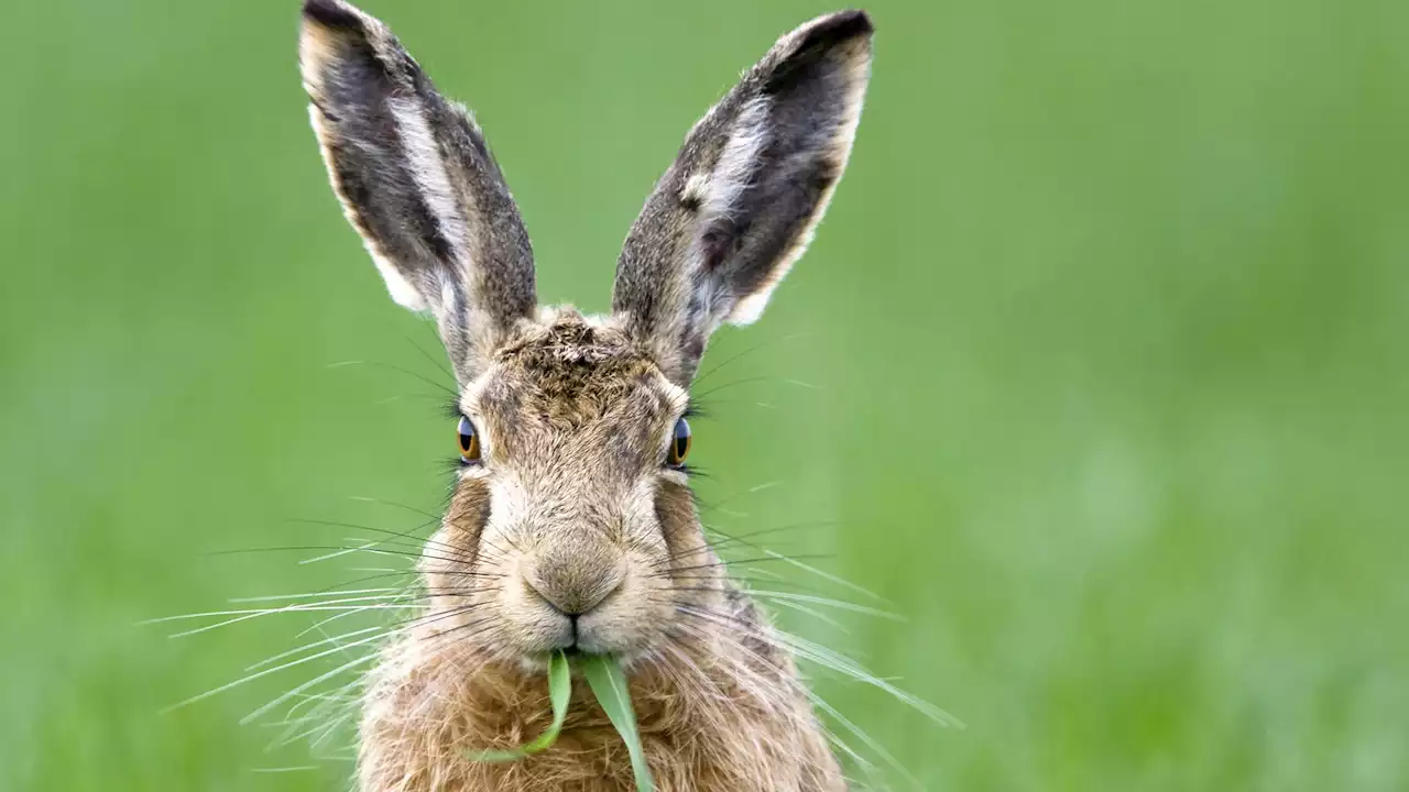 Bedrohte Tierart - Wieder mehr Feldhasen in Deutschland