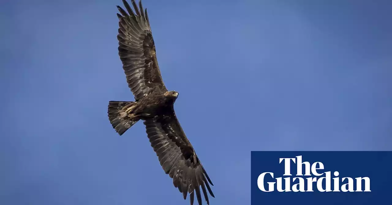 Wind energy company pleads guilty to killing at least 150 eagles