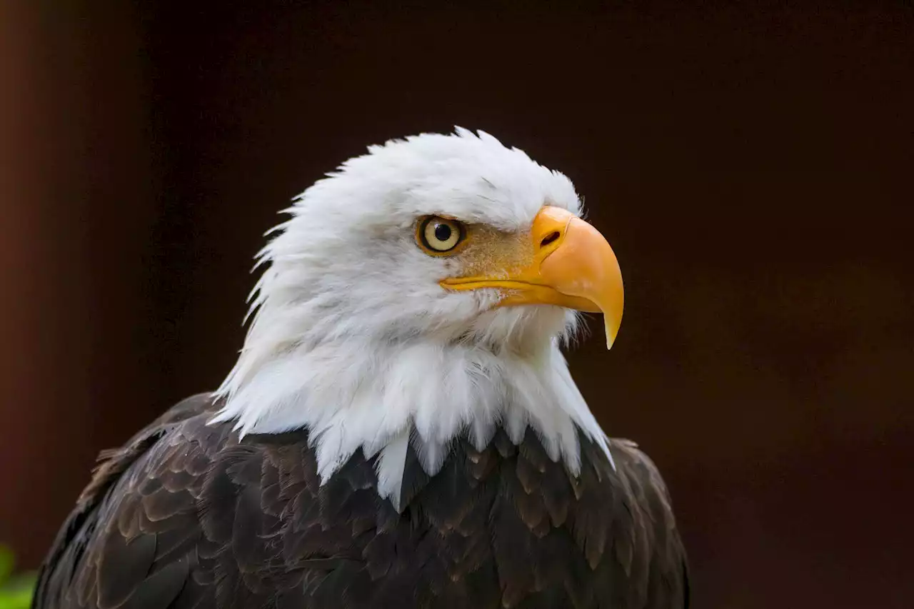 US energy firm fined $8m for 150 eagles deaths at its wind farms