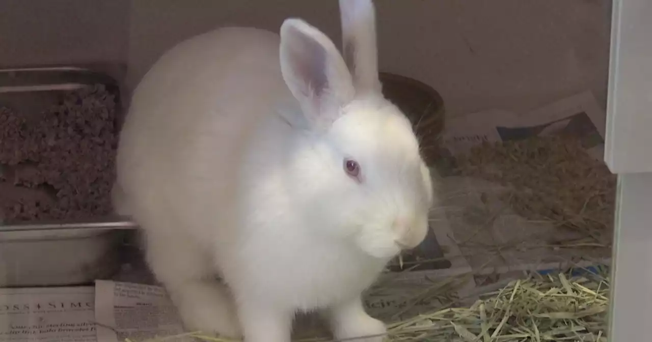 Deadly rabbit disease spreading in Pima County