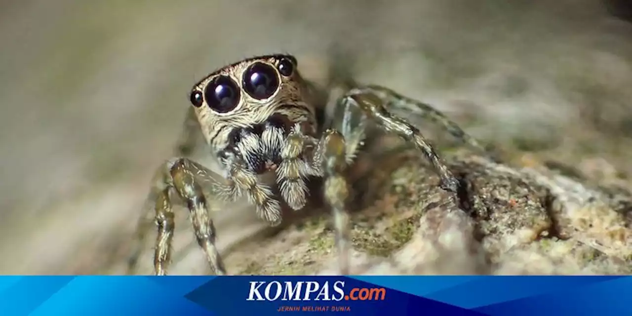 Ada 50.000 Spesies Laba-laba Merayapi Bumi, Ahli Arachnology Jelaskan